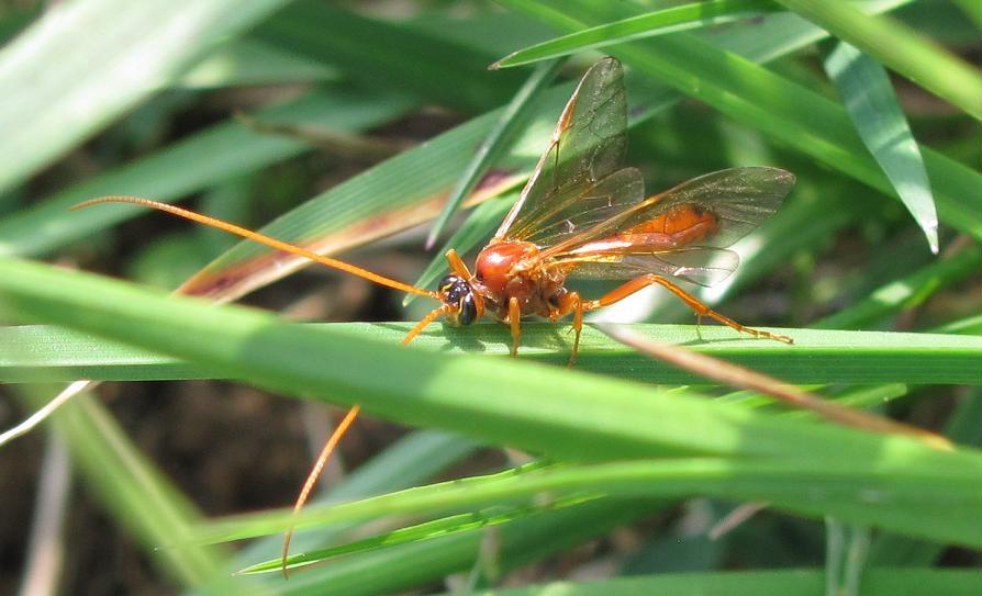 Ichneumonidae da ID
